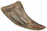 Fossil Alvarezsaurid Theropod (Trierarchuncus) Foot Claw - Montana #341080-1
